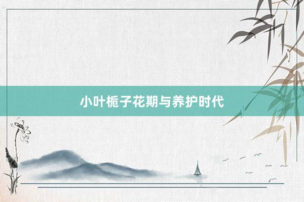 小叶栀子花期与养护时代